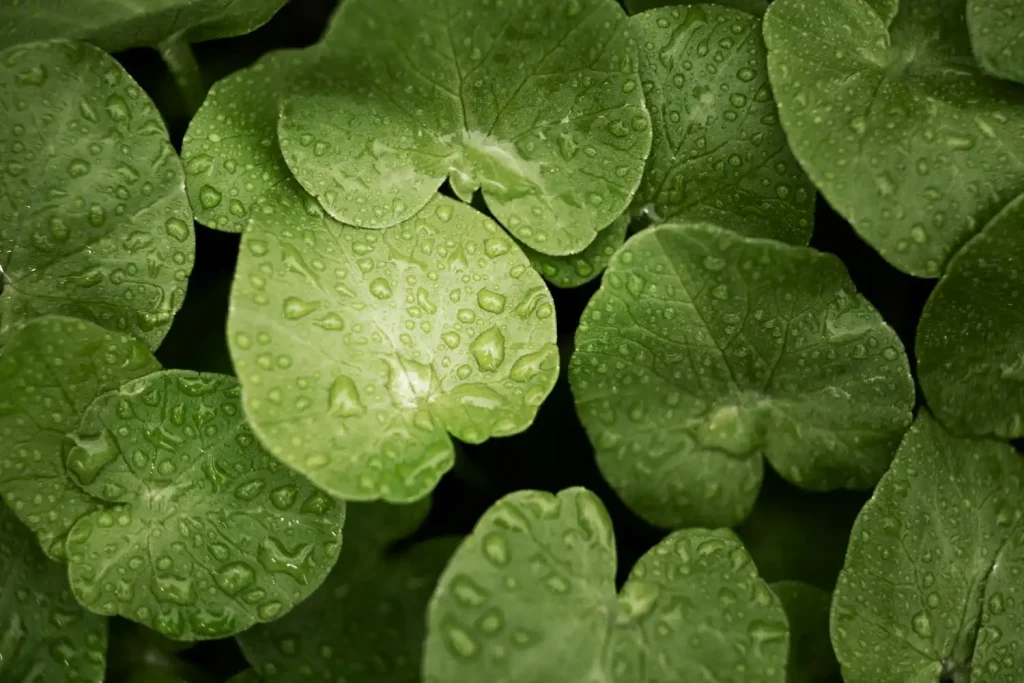 manfaat Centella Asiatica untuk kulit wajah