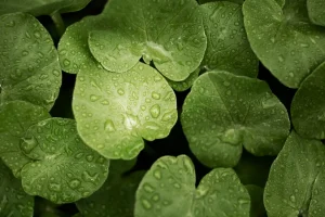 Manfaat Utama Centella Asiatica untuk Wajah