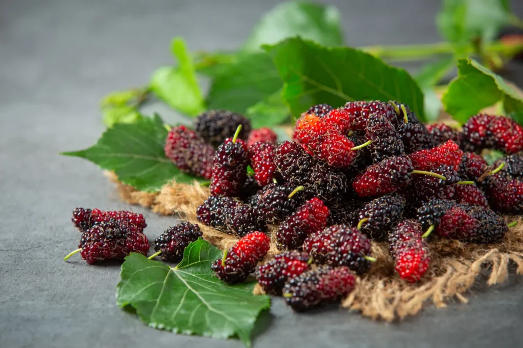 Manfaat Mulberry Extract